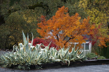 autumn in the park in CA,  USA with cactus