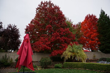 autumn in the park with a folded red umbrella in CA, USA