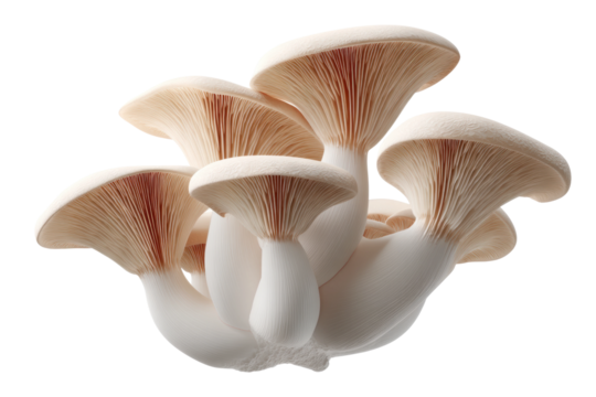 Cluster of fresh oyster mushrooms with delicate gills on black background, cut out