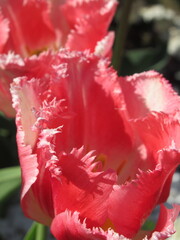 Zbliżenie na różowe tulipany © Kumulugma