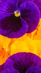Vibrant purple and orange pansies close-up