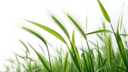 Obraz premium fresh green grass isolated on white background