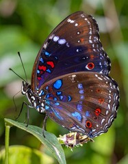 Vibrant butterfly on a leaf