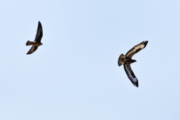 An eleonora's Falcon chasing a hunny Buzzard