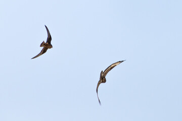 An eleonora's Falcon chasing a hunny Buzzard