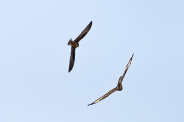 An eleonora's Falcon chasing a hunny Buzzard