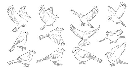 Obraz premium A collection of detailed line art drawings of various bird species in flight and perched.
