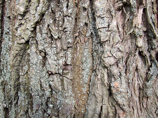 Obraz premium Tree bark close-up texture showing rough natural wood pattern