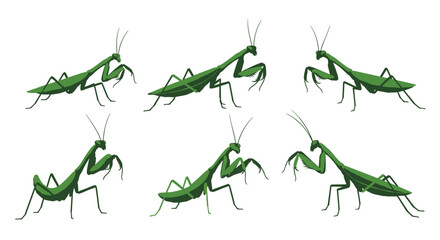 A collection of six green praying mantises posed in different captivating stances.