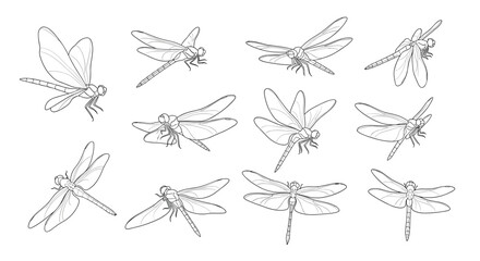 A collection of delicate dotted line drawings of dragonflies in various poses and perspectives.