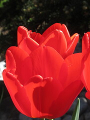 Zbliżenie na czerwone - wiosenne tulipany © Kumulugma