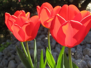 Zbliżenie na czerwone - wiosenne tulipany © Kumulugma