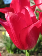 Zbliżenie na różowe tulipany © Kumulugma