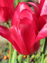 Zbliżenie na różowe tulipany © Kumulugma