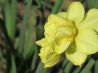 Zbliżenie na kwiaty żonkili © Kumulugma