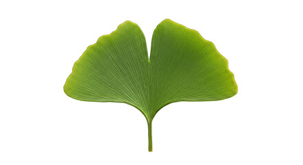 Vibrant Green Ginkgo Biloba Leaf with Distinct Veins on Black Background