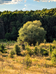 Monumental rounded tree with bright sunlit green leaves stands prominently in a golden dry field, sharp contrast with the lush dark deciduous forest behind it, illuminated by warm sunlight 