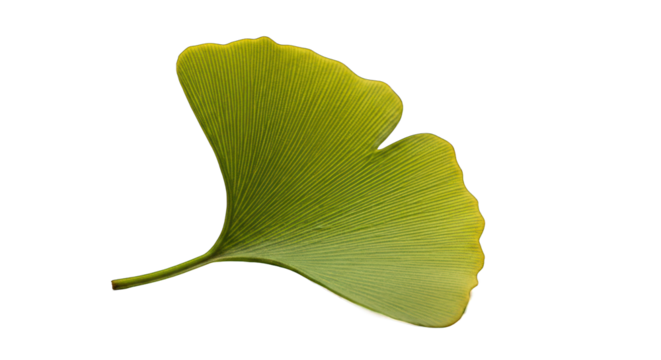 Vibrant Green Ginkgo Leaf with Crisp Veins Against a Black Background