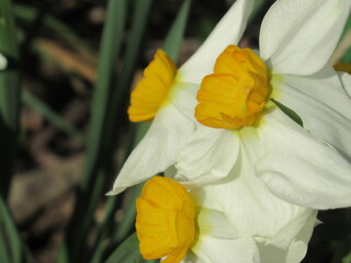 Zbliżenie na kwiaty żonkili © Kumulugma