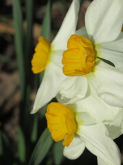 Zbliżenie na kwiaty żonkili © Kumulugma