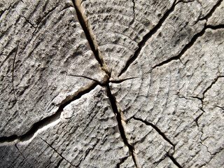 Detailed Macro of Natural Tree Stump Wood Grain Texture and Cracks

