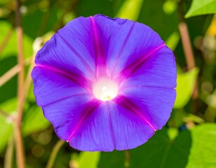 Vibrant purple flower blossom