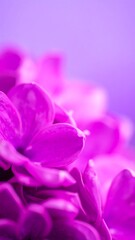 Vibrant purple flower petals close-up