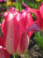 Zbliżenie na różowe tulipany © Kumulugma