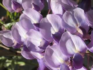 Zbliżenie na kwiaty rośliny z gatunku Wisteria © Kumulugma