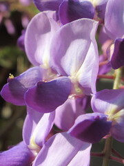 Zbliżenie na kwiaty rośliny z gatunku Wisteria © Kumulugma
