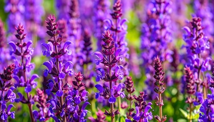 Vibrant purple flowers in a field (1)