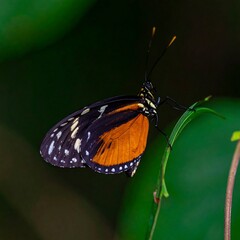 Vibrant butterfly perched on leaf
