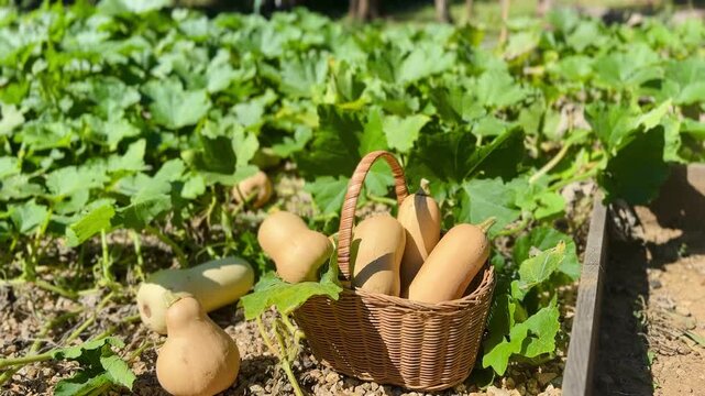 Butternut Squash in Basket After Harvest &ndash; Autumn Vegetable in Organic Garden