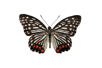 butterfly Hastina isolated on white background