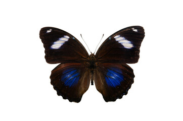 butterfly Hypolimnas bolina isolated on white background