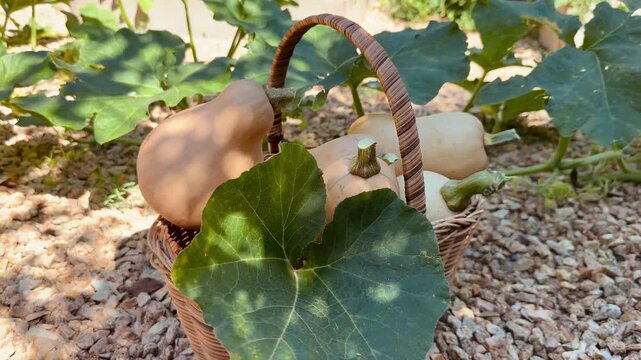 Butternut Squash in Basket After Harvest &ndash; Autumn Vegetable in Organic Garden
