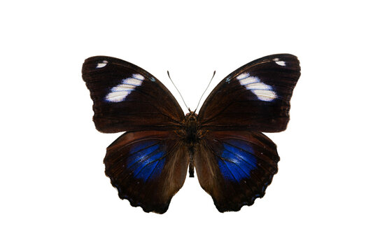 butterfly Hypolimnas bolina isolated on white background