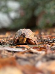 Box turtle on a stone path with leaves all around