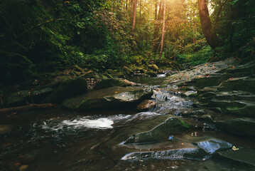 Mountain stream flowing over mossy stones and dark rocks in a dense, magical green forest with tall trees and bright sunbeams breaking through the canopy. Carpathians.