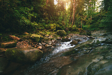 Mountain stream flowing over mossy stones and dark rocks in a dense, magical green forest with tall trees and bright sunbeams breaking through the canopy. Carpathians.