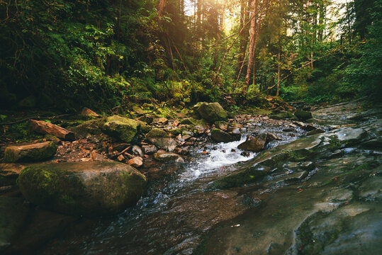 Mountain stream flowing over mossy stones and dark rocks in a dense, magical green forest with tall trees and bright sunbeams breaking through the canopy. Carpathians.