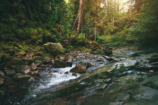 Mountain stream flowing over mossy stones and dark rocks in a dense, magical green forest with tall trees and bright sunbeams breaking through the canopy. Carpathians.