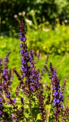 Vibrant purple flowers in a garden setting