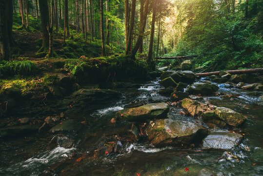 Mountain stream flowing over mossy stones and dark rocks in a dense, magical green forest with tall trees and bright sunbeams breaking through the canopy. Carpathians.