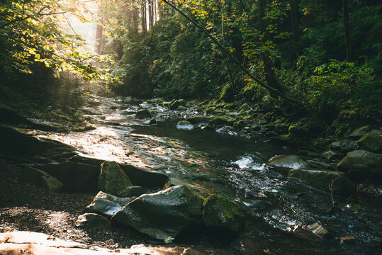 Mountain stream flowing over mossy stones and dark rocks in a dense, magical green forest with tall trees and bright sunbeams breaking through the canopy. Carpathians.