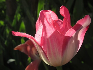 Zbliżenie na różowe tulipany © Kumulugma
