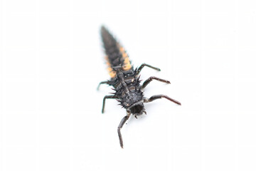 macro of an insect
