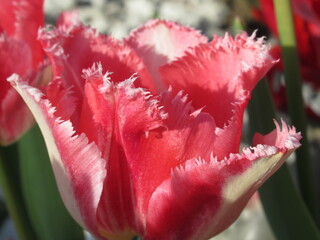 Zbliżenie na różowe tulipany © Kumulugma