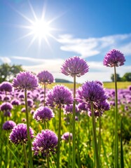 Vibrant purple flowers in a sunny field