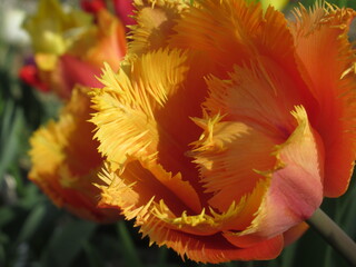 Zbliżenie na pomarańczowe tulipany © Kumulugma